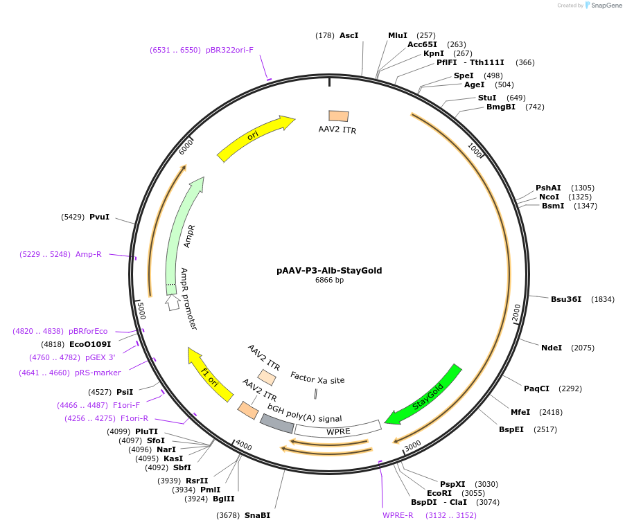 213790-plasmid-map-sequence-id-423990