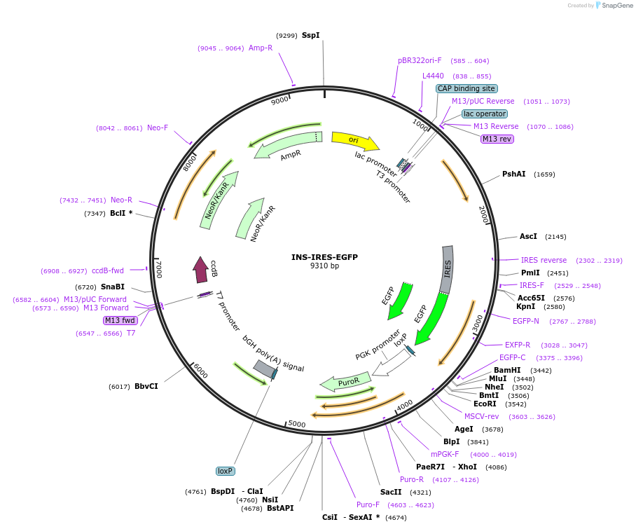214021-plasmid-map-sequence-id-424346