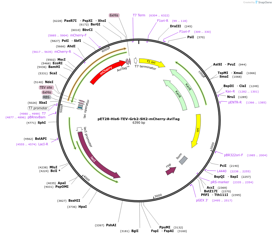 214231-plasmid-map-sequence-id-424761