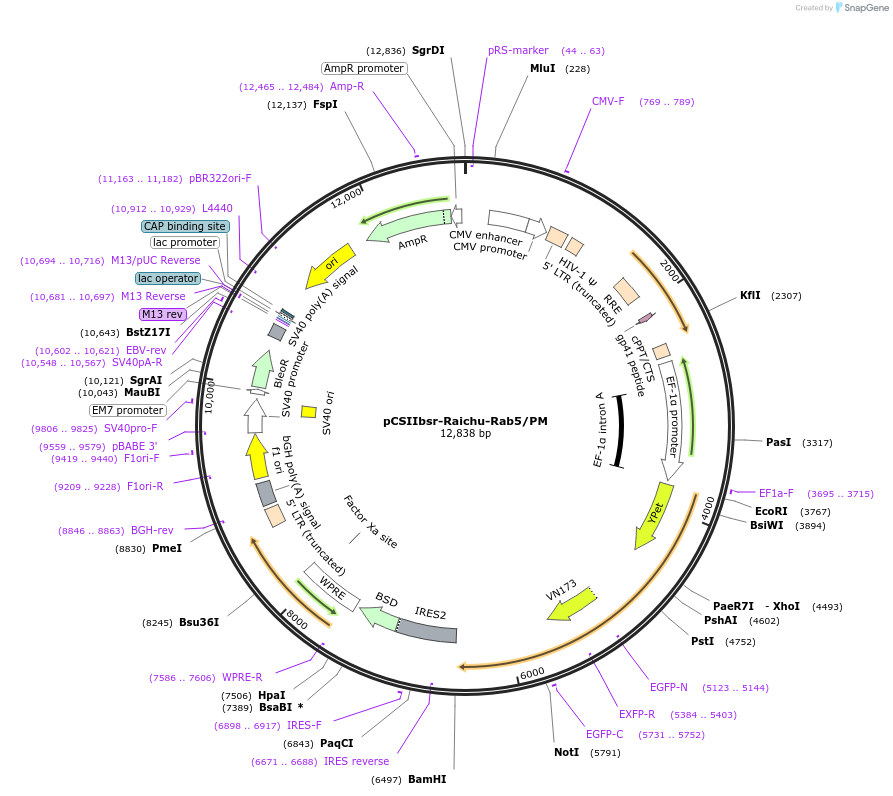 214819-plasmid-map-sequence-id-427357