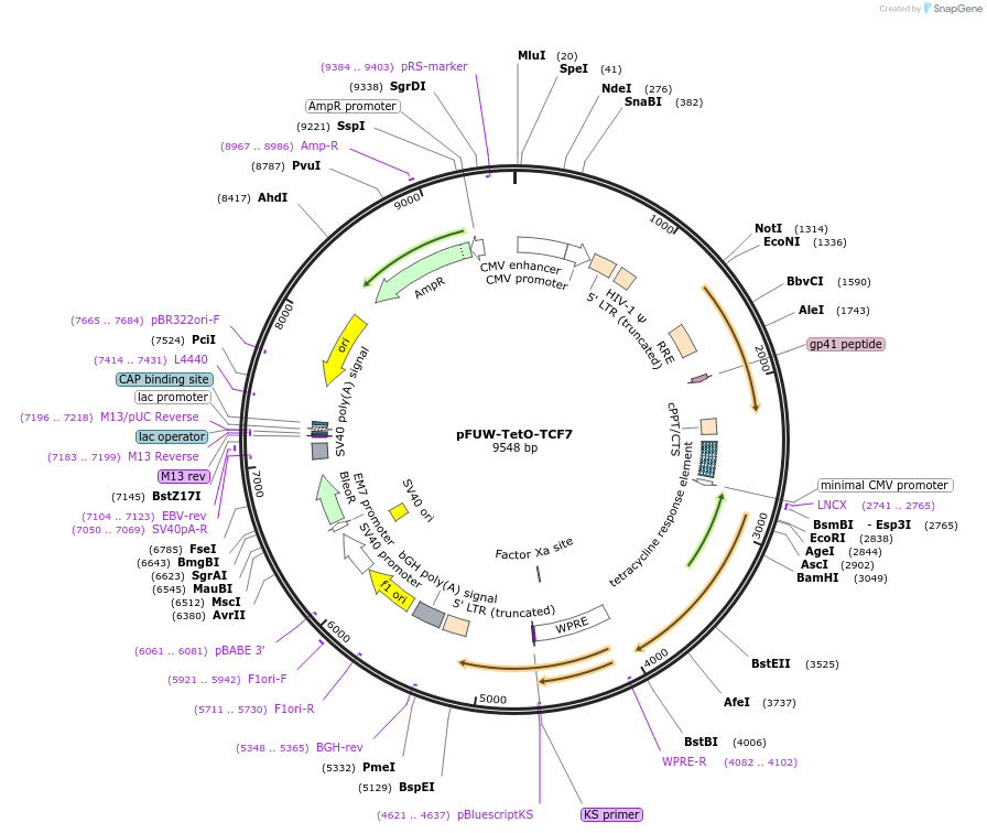 207200-plasmid-map-sequence-id-429168