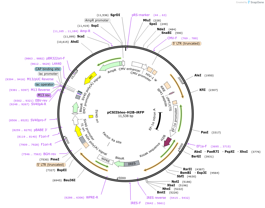 214830-plasmid-map-sequence-id-429491