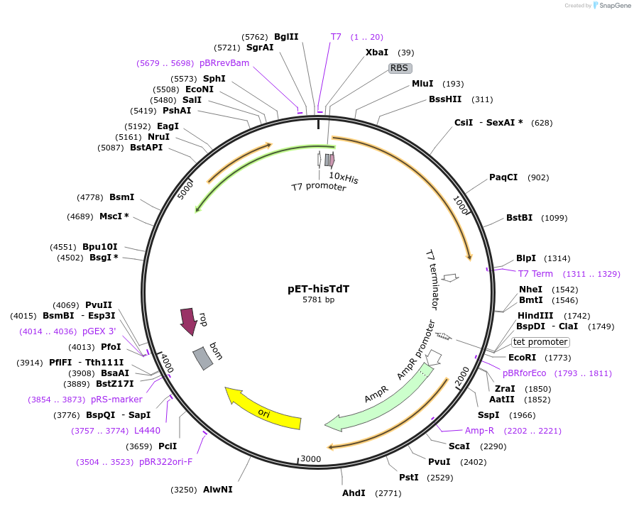 216674-plasmid-map-sequence-id-429684