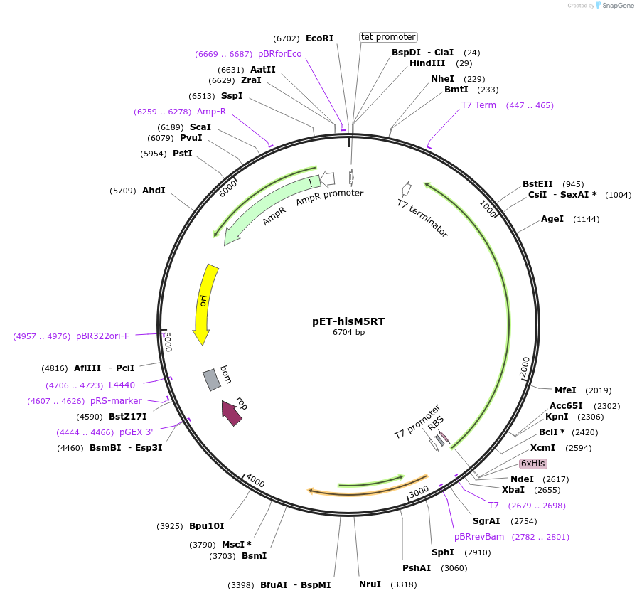 216672-plasmid-map-sequence-id-429704