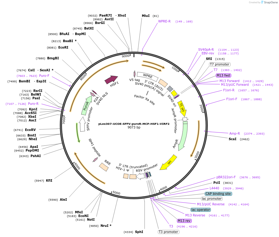 218557-plasmid-map-sequence-id-430698