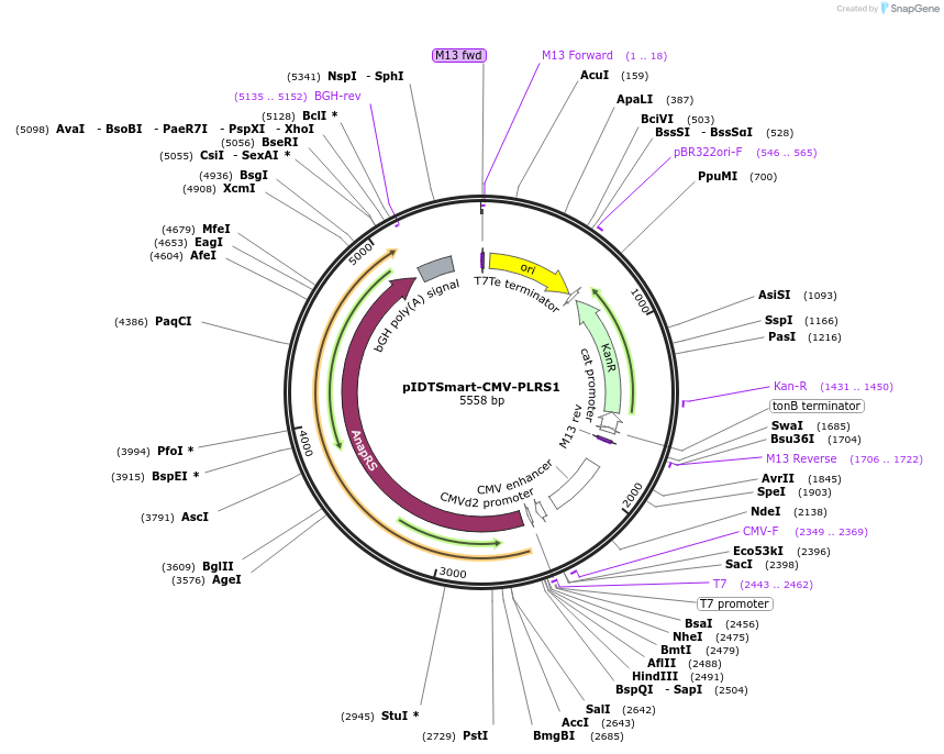 217365-plasmid-map-sequence-id-430948