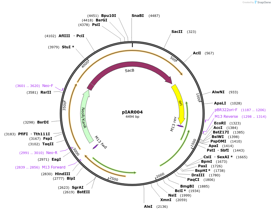 217019-plasmid-map-sequence-id-431354