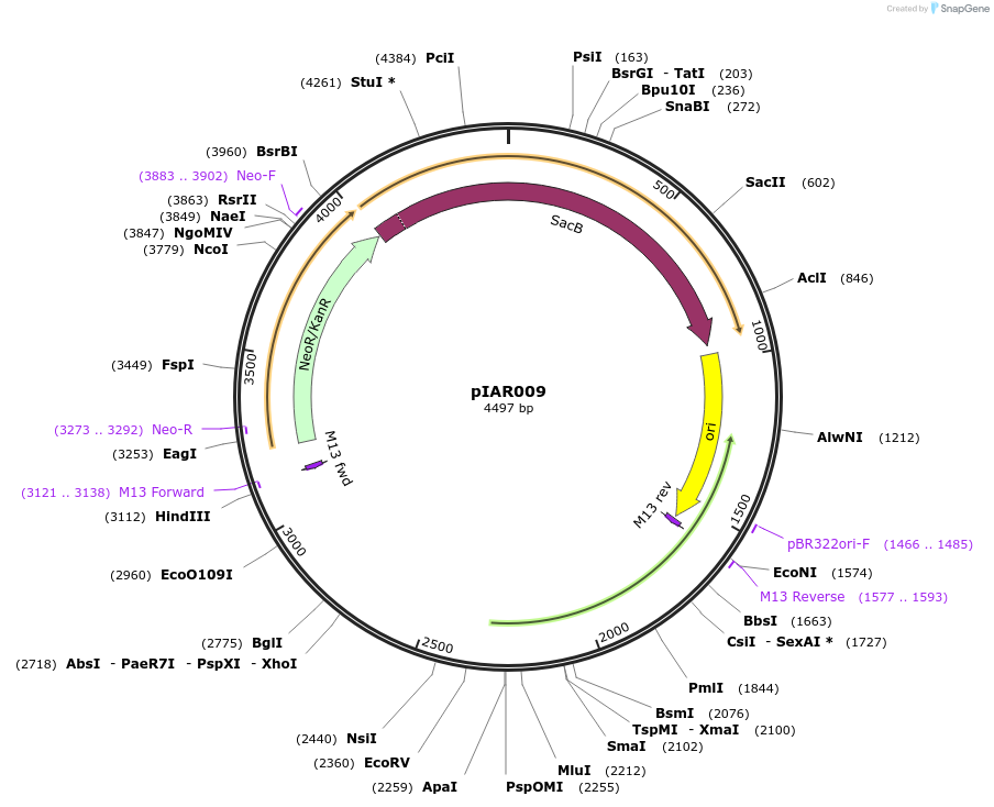 217024-plasmid-map-sequence-id-431356