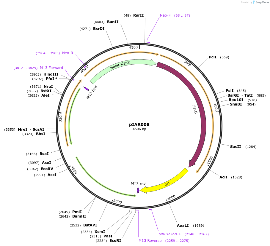 217023-plasmid-map-sequence-id-431357