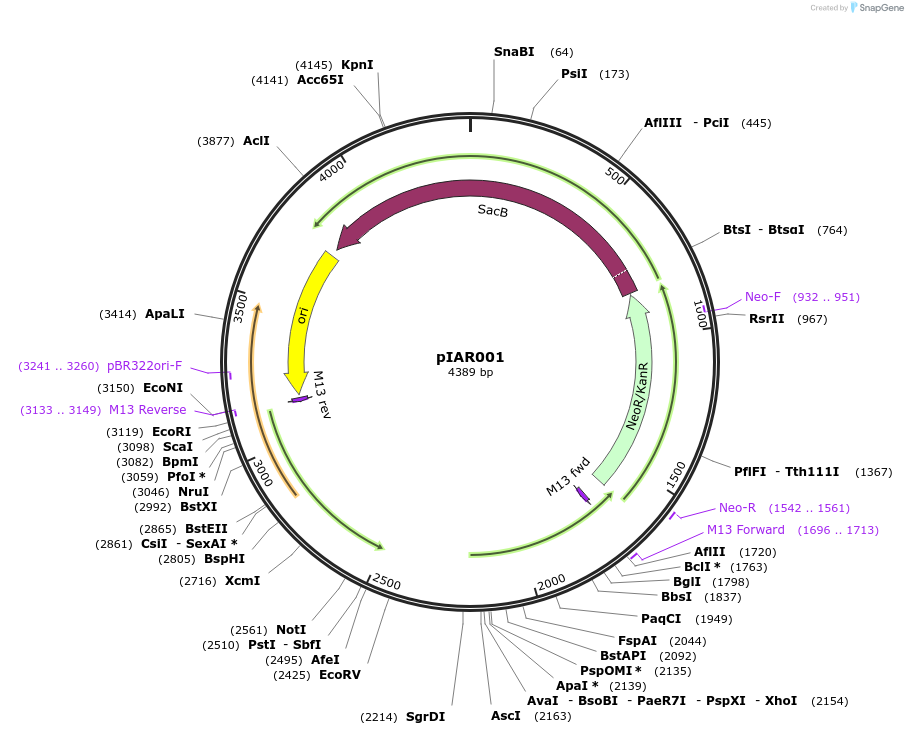 217016-plasmid-map-sequence-id-431358