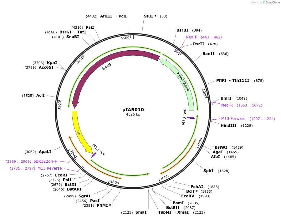 217025-plasmid-map-sequence-id-431361