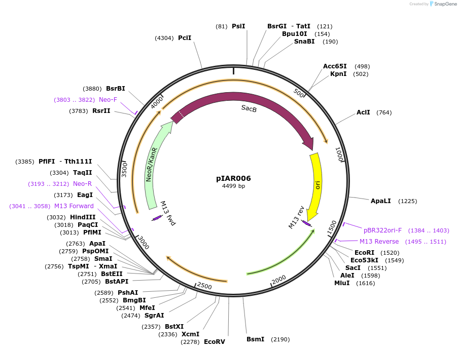 217021-plasmid-map-sequence-id-431364