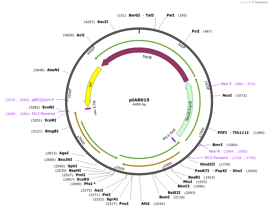 217027-plasmid-map-sequence-id-431365
