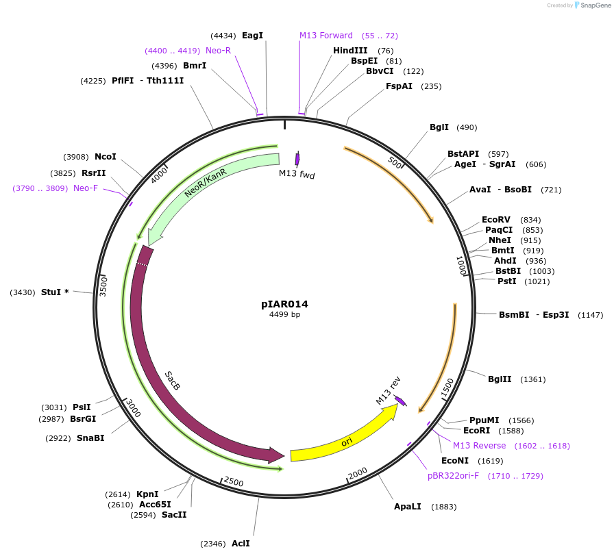217026-plasmid-map-sequence-id-431367