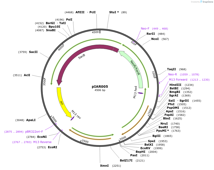 217020-plasmid-map-sequence-id-431368