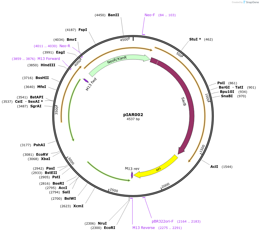 217017-plasmid-map-sequence-id-431369