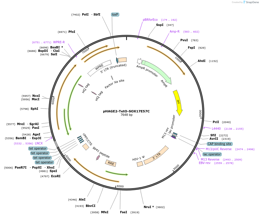 216178-plasmid-map-sequence-id-431754