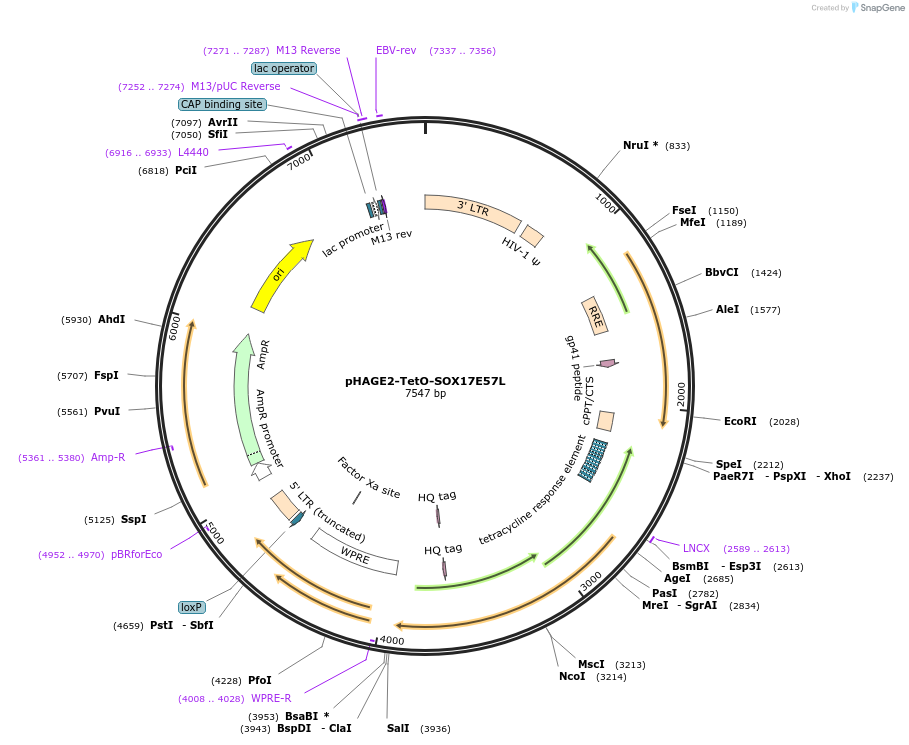 216185-plasmid-map-sequence-id-431916