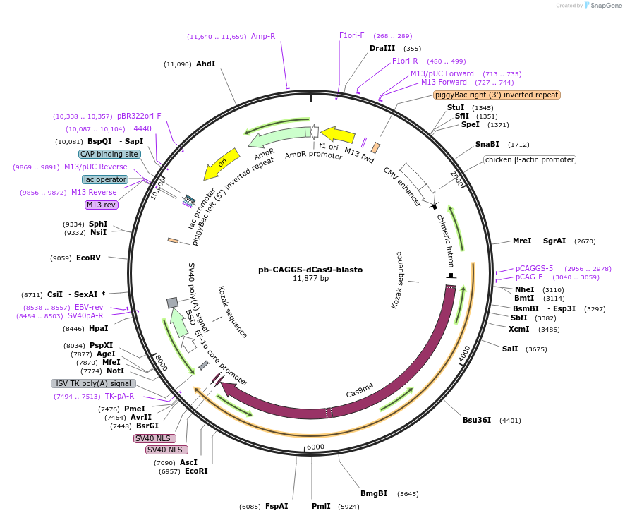 218555-plasmid-map-sequence-id-431930