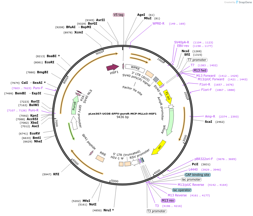 218558-plasmid-map-sequence-id-431931