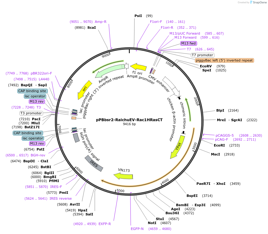 214818-plasmid-map-sequence-id-433014