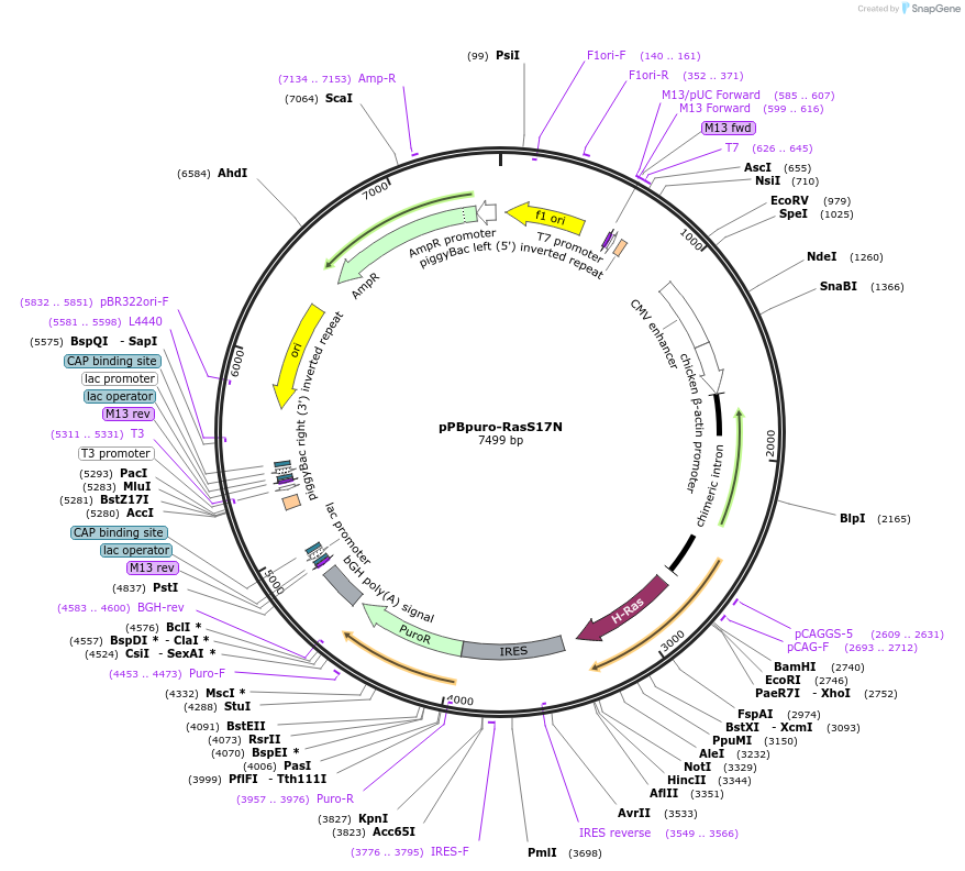 214820-plasmid-map-sequence-id-433016