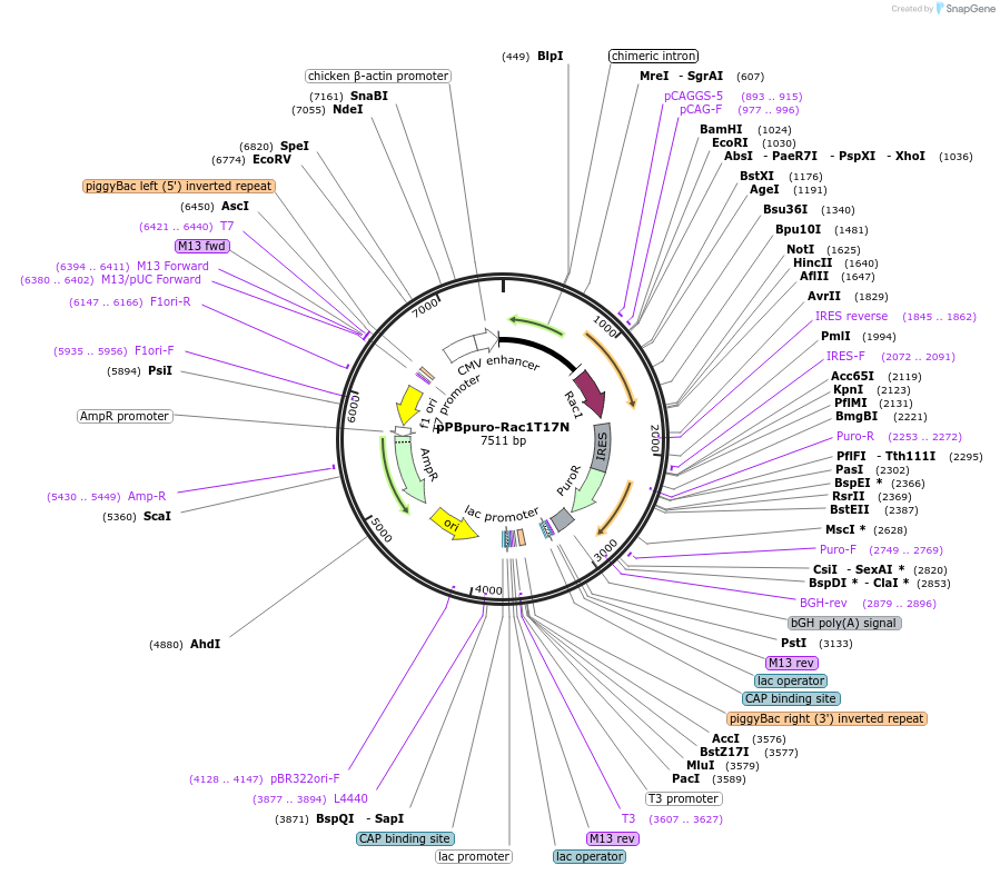 214821-plasmid-map-sequence-id-433018