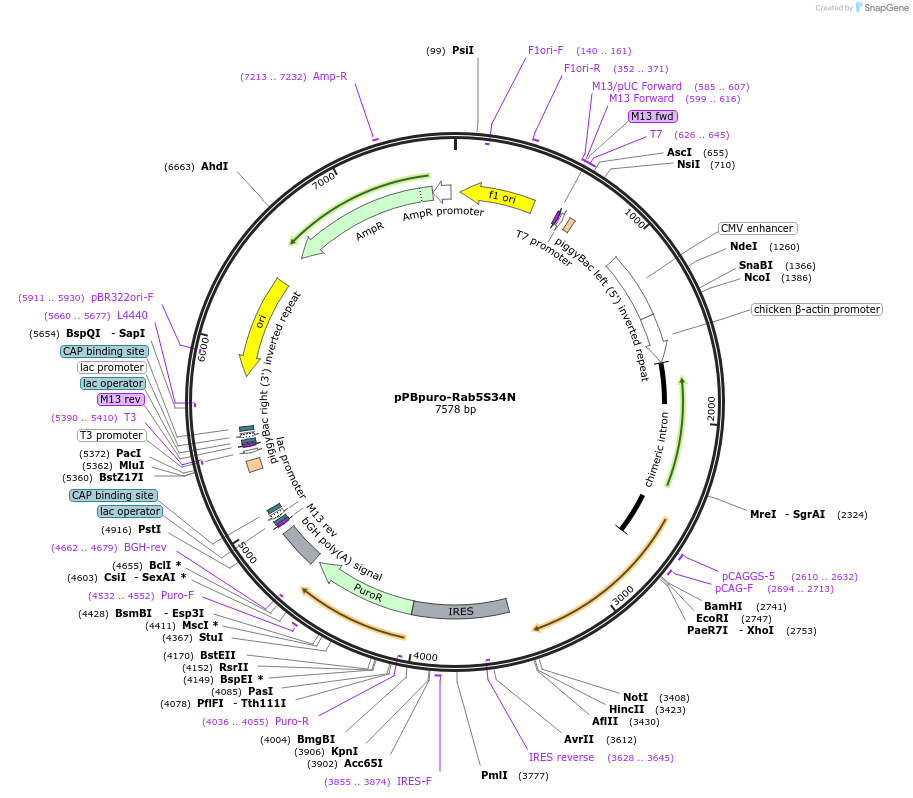 214822-plasmid-map-sequence-id-433021