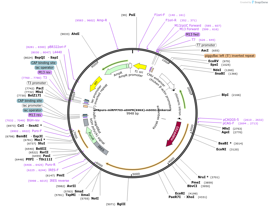 214827-plasmid-map-sequence-id-433155