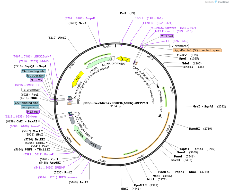 214828-plasmid-map-sequence-id-433185