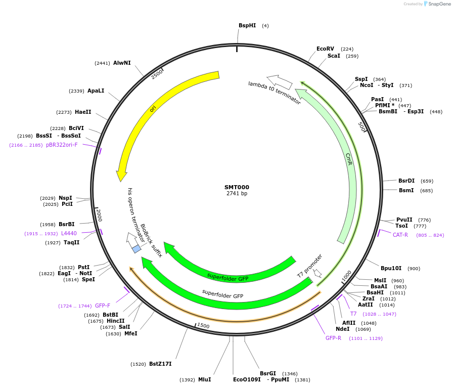 216849-plasmid-map-sequence-id-433256