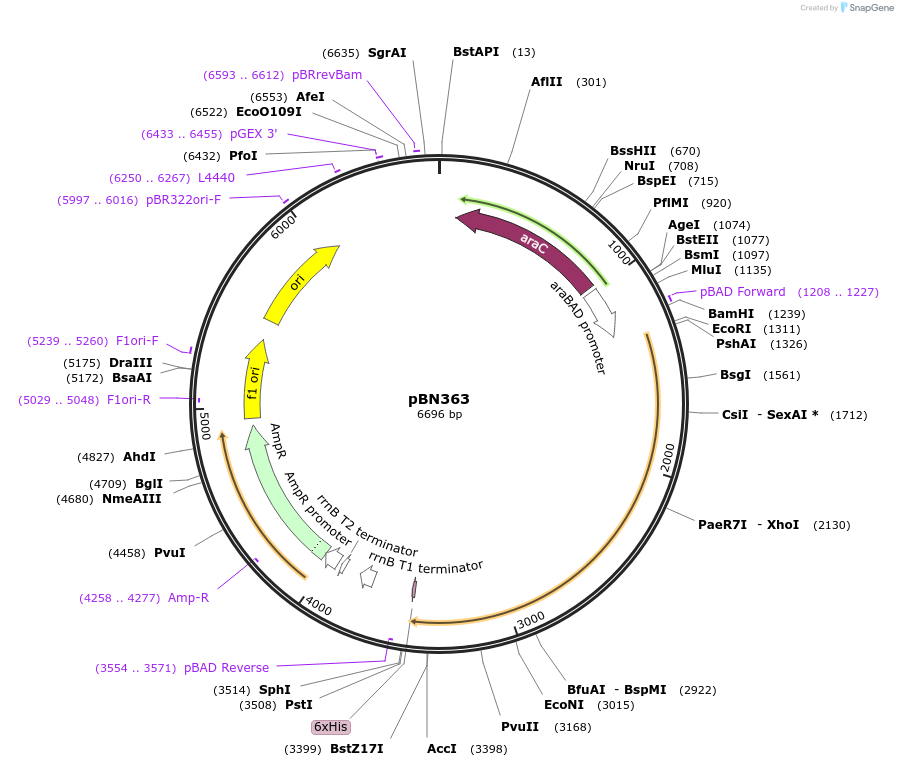 217918-plasmid-map-sequence-id-434785