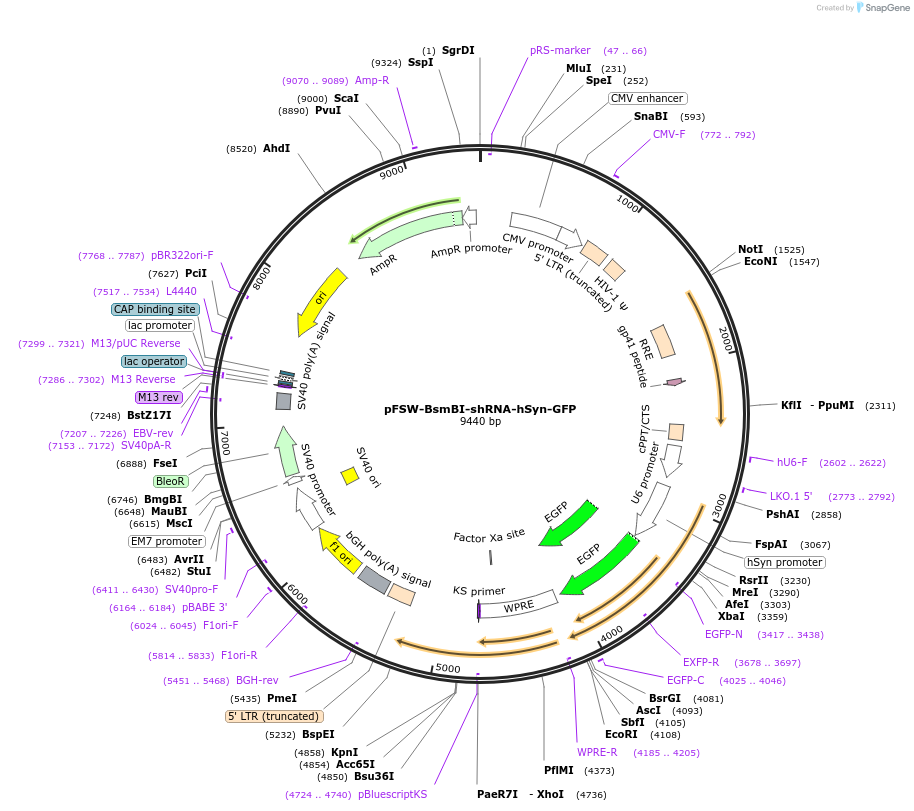 220436-plasmid-map-sequence-id-436032