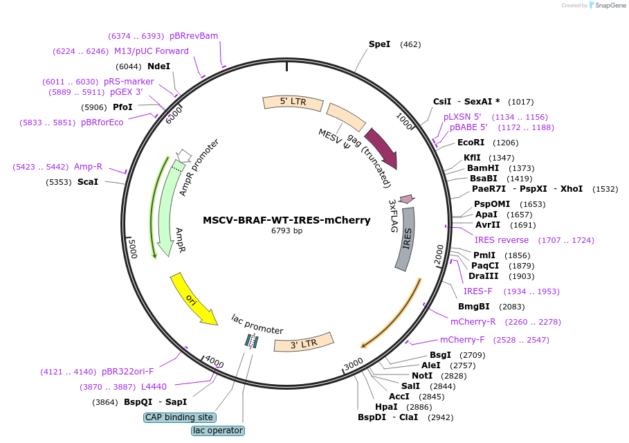 221027-plasmid-map-sequence-id-437034