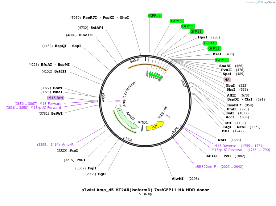 221838-plasmid-map-sequence-id-439559