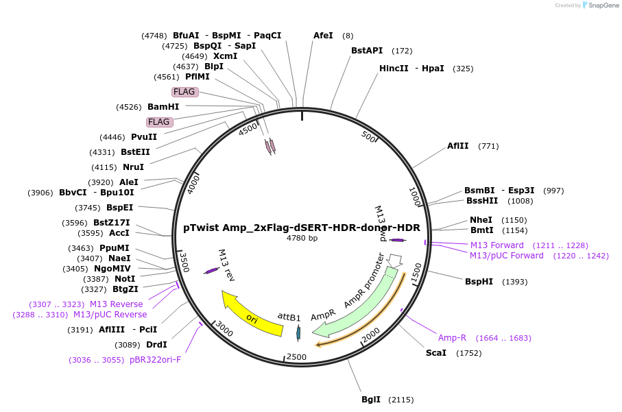 221835-plasmid-map-sequence-id-439690