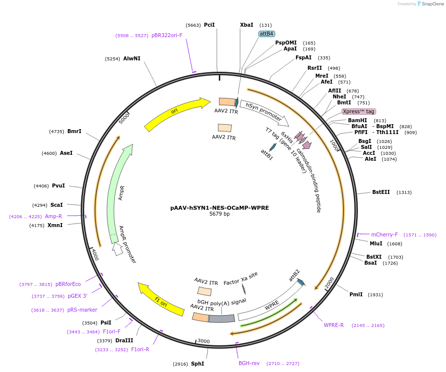 224934-plasmid-map-sequence-id-442617