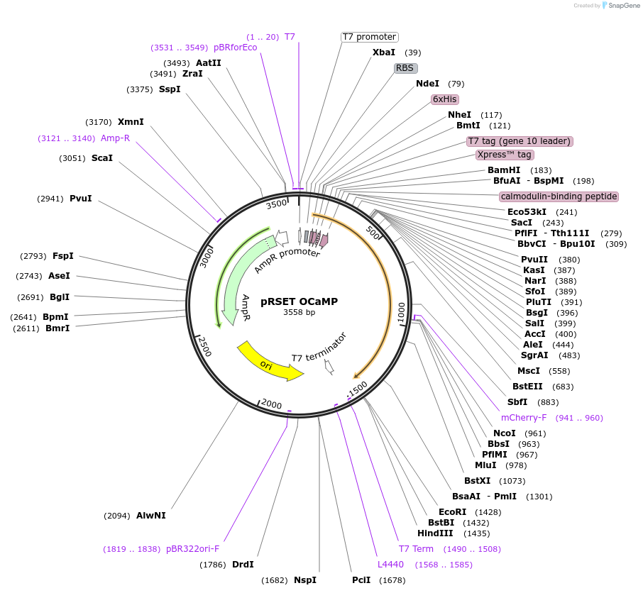 224932-plasmid-map-sequence-id-442661