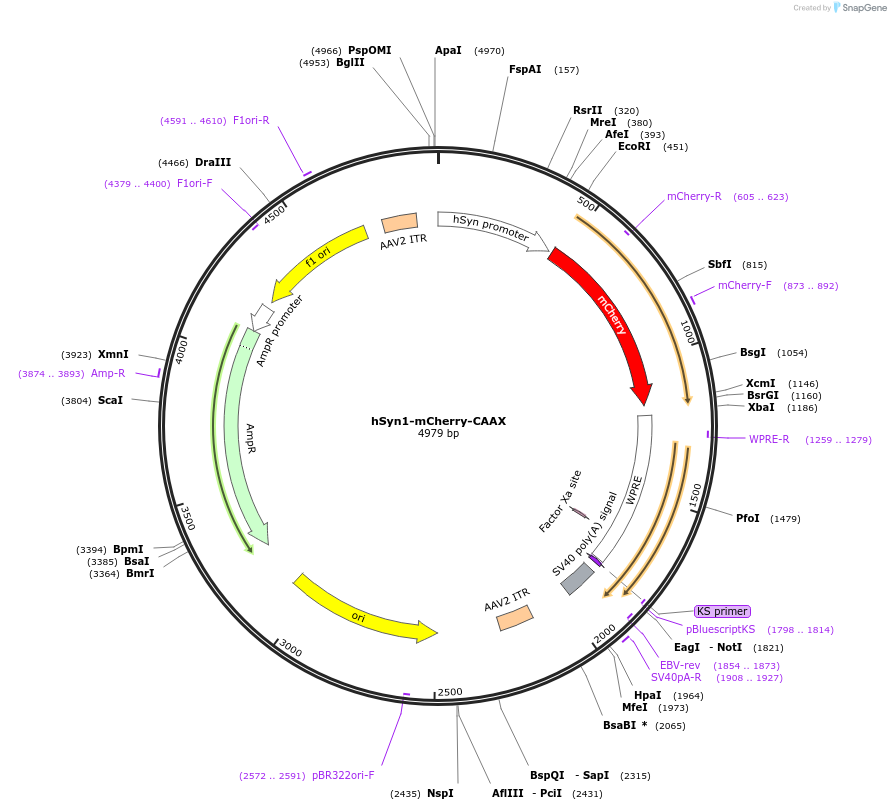 223674-plasmid-map-sequence-id-442749