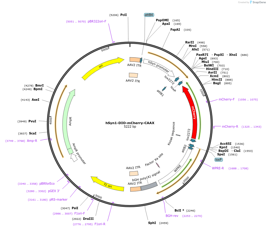 223673-plasmid-map-sequence-id-442750