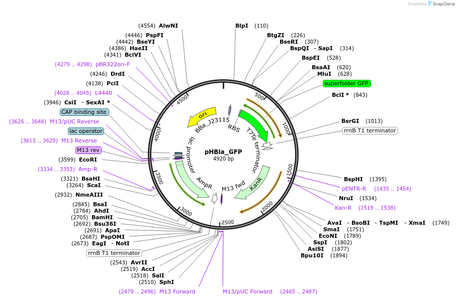 223808-plasmid-map-sequence-id-444575
