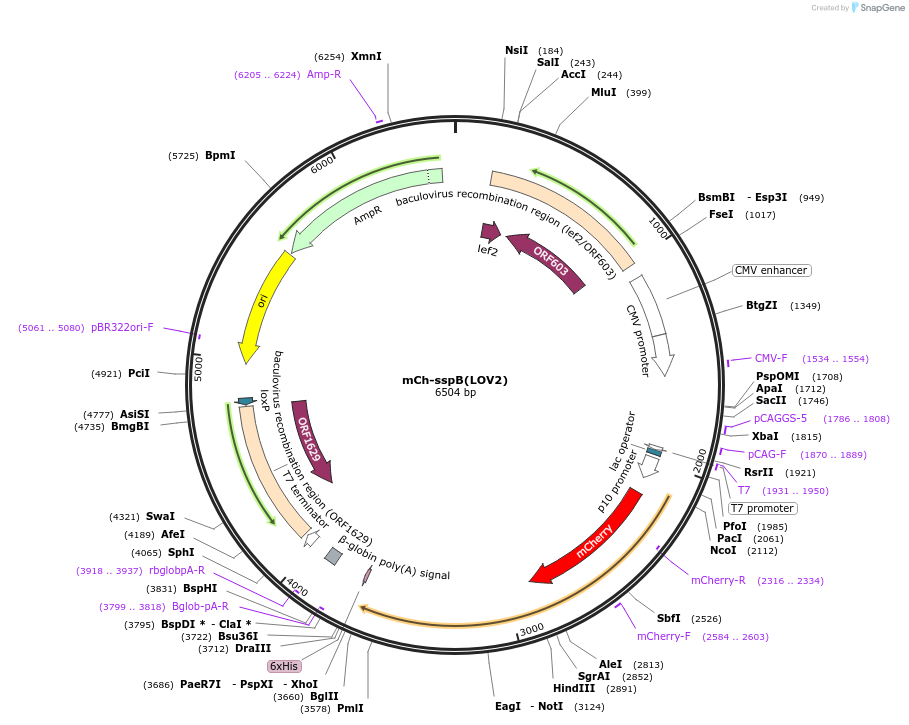 223689-plasmid-map-sequence-id-444734