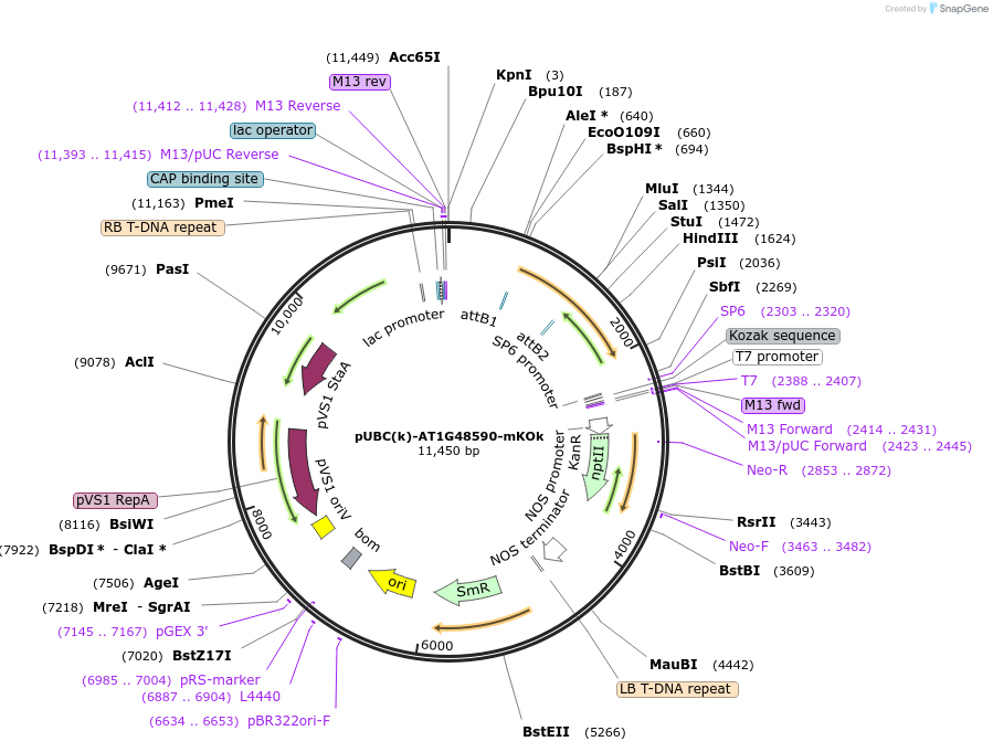 224834-plasmid-map-sequence-id-447285