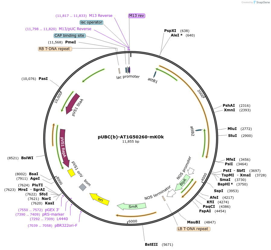 224832-plasmid-map-sequence-id-447302
