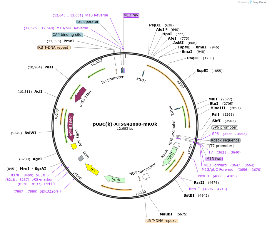 224852-plasmid-map-sequence-id-447311