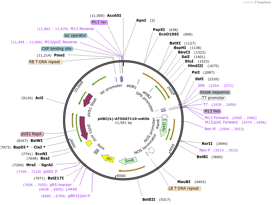 224850-plasmid-map-sequence-id-447314