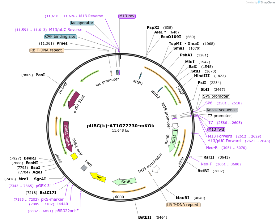 224836-plasmid-map-sequence-id-447323