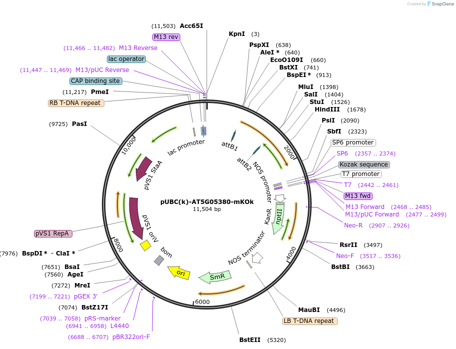 224849-plasmid-map-sequence-id-447329