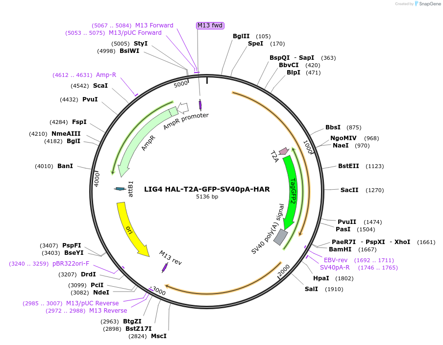 225357-plasmid-map-sequence-id-447849