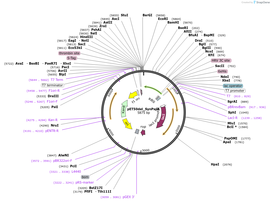 223818-plasmid-map-sequence-id-448072